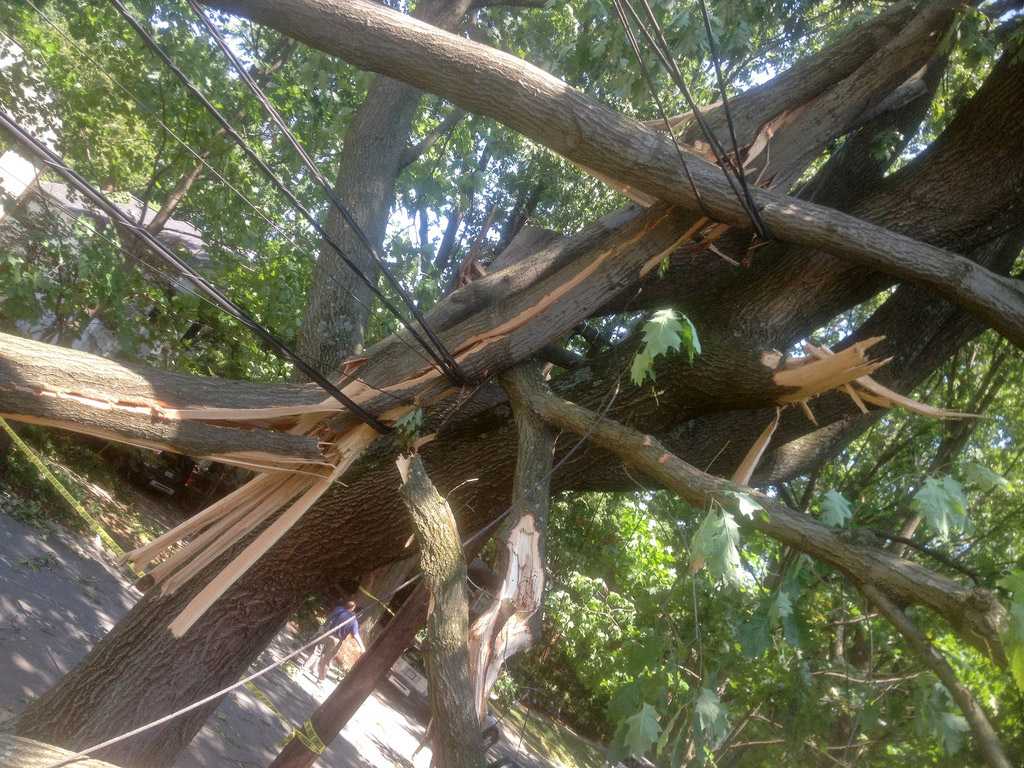 Branches Snapped by Wind