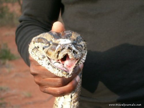 Pucker up snake - courtesy of Michael Stoerger