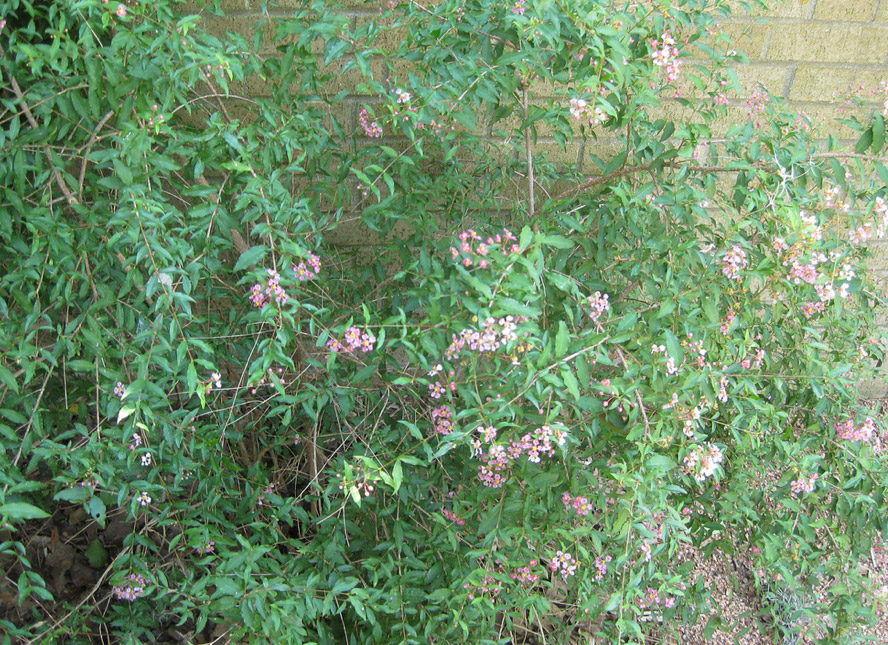 Barbados Cherry