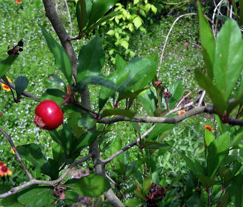 Mayhaw/Hawthorn