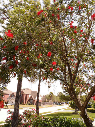 Bottlebrush