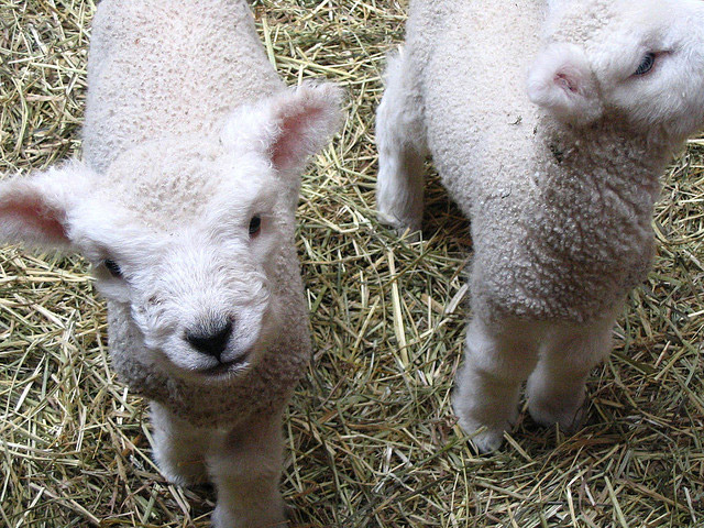 Cute Lambs!