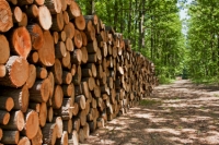 What Is Sustainable Forestry?