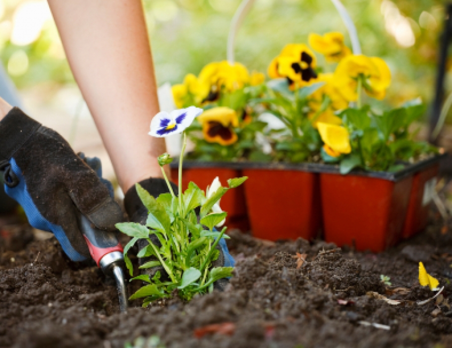 Planting 101: Understanding the Basics of Growing a Garden - Buildipedia