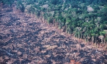 Brazilian Rainforest Deforestation