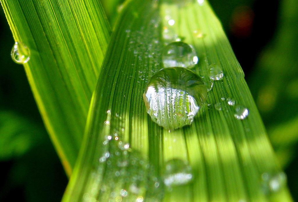 close up of leaf with dew drop