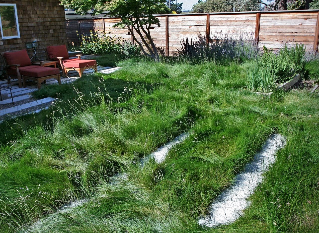 sustainable no-mow lawn with fescue
