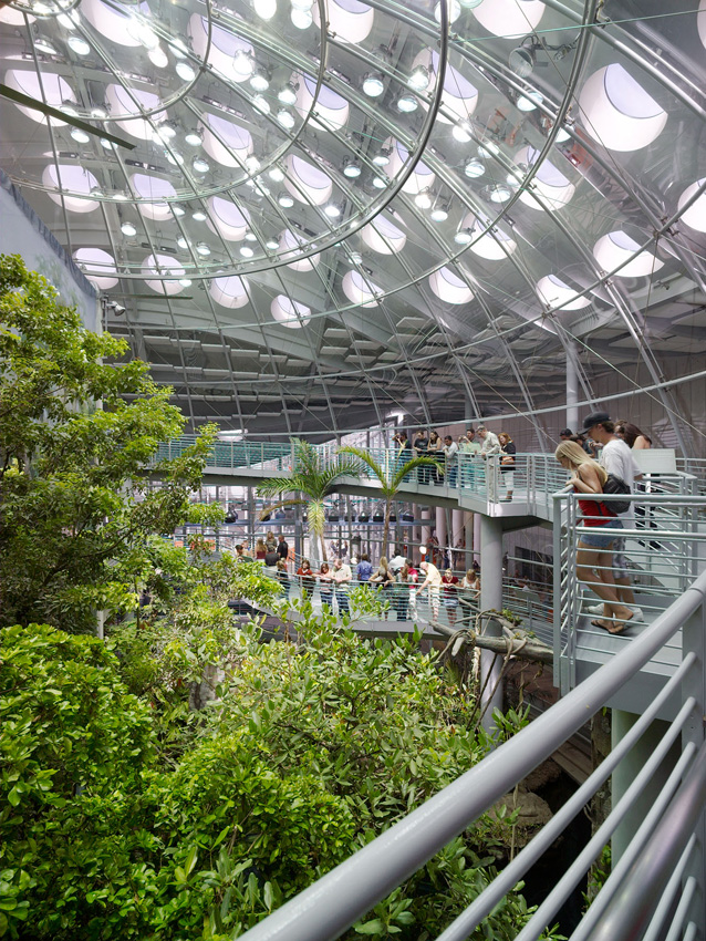 The rainforest exhibit inside of  Renzo Piano’s California Academy of Sciences in San Francisco