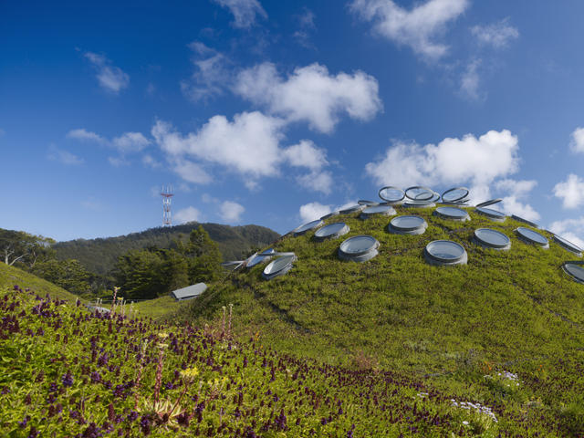 Round skylights atop the living roof of Renzo Piano’s California Academy of Sciences in San Francisco