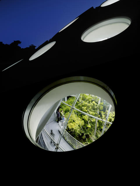 Looking into the rainforest exhibit from the round skylights atop the living roof of Renzo Piano’s California Academy of Sciences