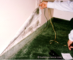 Mold under a vinyl wall covering