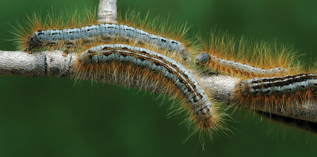 Tent Caterpillars