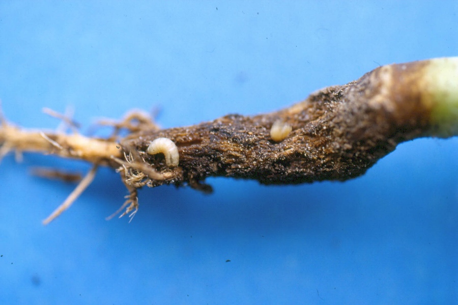 34 cm larva