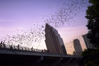 Natural Pest Control: Benefits of Bat Houses