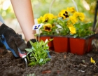 Planting 101: Understanding the Basics of Growing a Garden
