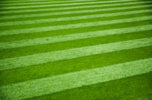 Establishing Turfgrass: Seed vs. Sod